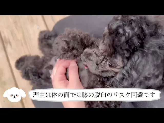 動画