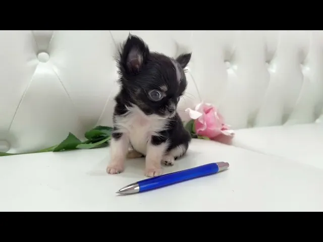 動画