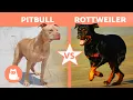 ROTTWEILER vs PITBULL Breed Comparison Differences in Characteristics Care and Health