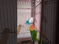 Download Lagu Lovebird Nyasa Blue x Nyasa Green
