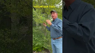 Volunteer Trees Does It Stay Or Does It Go 