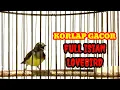 Download Lagu KORLAP GACOR FULL ISIAN LOVEBIRD / wiceh gacor / Manggar gacor / Kolibri kelapa gacor 