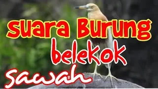 Download Suara burung blekok sawah keras MP3