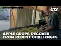 Apple growers optimistic as crops recover from recent challenges