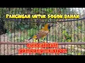 Download Lagu Cuit cuit || SOGON BAHAN TERPANCING DAN GAMPANG RESPON LALU BUNYI #sogon #sogonbahan #sogongacor 
