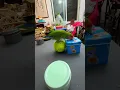 Download Lagu Bird Training : Smart lovebird Parrot , Smart Little Cute Parrot #training #smartparrot #cute