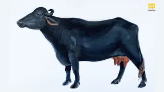 Murrah Buffalo Buffalo Drawing