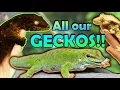 Download Lagu Meet all of our Geckos!