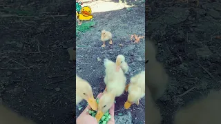 افراخ البط جائعه وتريد الطعام انظر ما اجملها Arabic Duck دويتو Cute Nature Birds اكسبلور Ani 