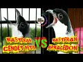 Download Lagu MASTERAN GREJA NYERET CENDET PETIR VS ARMAGEDON !SUPER RAPET COCOK UNTUK MURAI CUCAK IJO CENDET