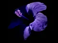 Astor Piazzolla : Libertango