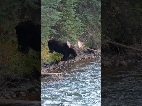 Bull Moose Takes a Maligne River Rut Break