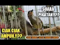 suara pikatan burung cucak kombo || kecial kombok lombok PALING AMPUH