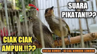 suara pikatan burung cucak kombo kecial kombok lombok paling ampuh