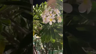 يا حلو الورد يا جمال الورد 