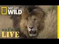 Download Lagu Meet the Lion Named ‘Scarface’ and His Lethal Pride | Nat Geo Wild