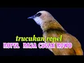 Download Lagu Trucukan ropel panjang mewah rasa cucak rowo