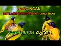 Download Lagu Pancingan Ampuh Kutilang Emas VS Kutilang Sutra Terbaru