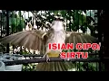 Download Lagu Trucuk isian cipo / sirtu,cocok untuk merangsang trucuk agar cepat bunyi gacor