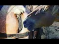horse mating mating season donkey vs horse mating