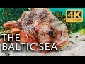 The Baltic Sea A Mysterious Underwater World Secrets of the Seas Ep 2 4K U Documentary