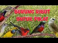Lagu suara ribut burung kolibri vs trucukan, untuk pikat