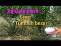 Download Lagu Cara mempercepat pertumbuhan kelapa sawit // supaya cepat besar
