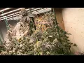 Faceded Canna Indoor Grow Week 8 Flower Berry Payton Apple Candie Red Runtz