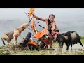 Download Lagu Vietnamese girl is helped by smart dog and goat when plowing the field - hà thị muôn