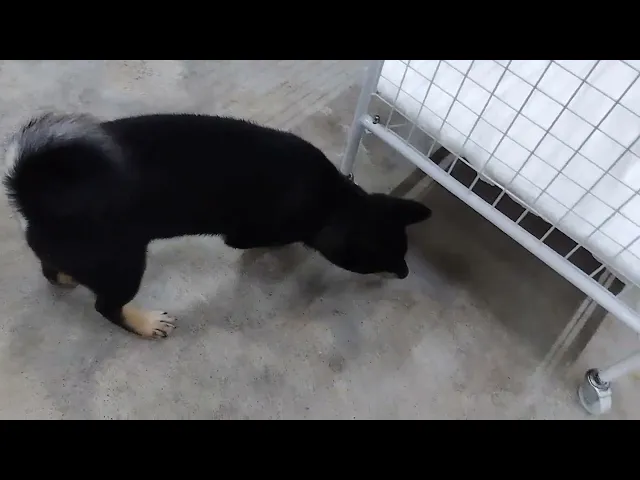 動画