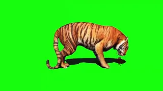greenscreen hd animals lion and tiger