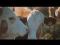 Wildlife expert believes culprit behind Madison County cow mutilations is no animal