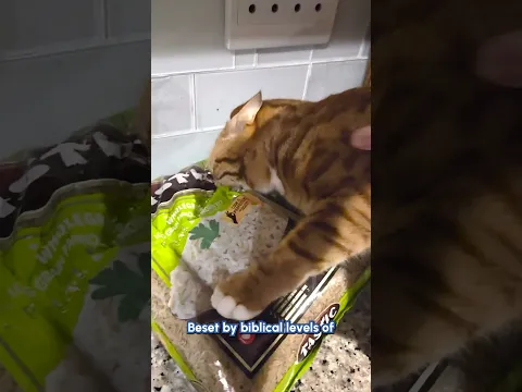 My Cats Biggest Betrayal Yet - Hilarious Cat Fail Compilation