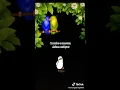 Download Lagu Jangan Asem Sama Ayam Bakar cuy😂