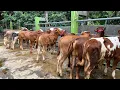 HARGA BIBITAN SAPI PEDETAN SUPER CALON JUMBO,MULAI 12jt an WA:08562513748