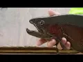 Spawning Rainbow Trout b-roll