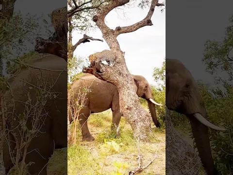 He Saw What Was Ahead… And Refused to Move Forward! 😨🌿 | African Bush Life