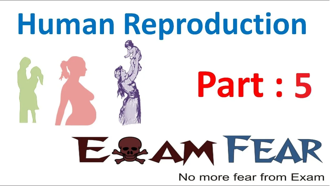 Biology Human Reproduction part 5 (Female Reproductive System: uterus, cervix, vagina) class 12 XII