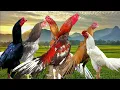 Download Lagu ROOSTER CROWING COMPILATION #assel #shamo