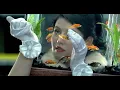 Panic! At The Disco : Lying Is The Most Fun... [OFFICIAL VIDEO] - Panic! At The Disco