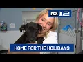 Pups at Oregon Dog Rescue looking for foster homes this holiday season
