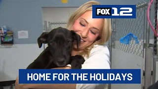 Pups at Oregon Dog Rescue looking for foster homes this holiday season