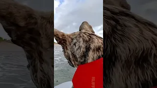 SCARY 😱 #BOATFAIL with Our Dog 🐶 #shorts