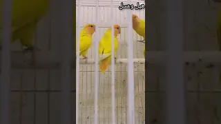 تغريد ذكر الغندور  الروز  دندنها