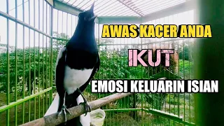 Download SUARA BURUNG KACER, FULL ISIAN KAPASTEMBAK MP3