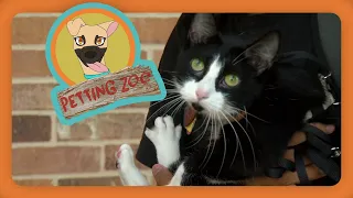 Petting Zoo Tux the Cat Returns after Lost Lyft Ride