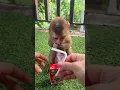 Lagu Drink milk #trending #monkey #youtubeshorts #pets #shorts #viralreels #funny #cute #tiktok #video