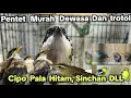 Lagu PENTET MURAH DEWASA DAN TROTOL (LOLOHAN)‼️‼️‼️ CIPO PALA HITAM, SINCHAN DLL‼️