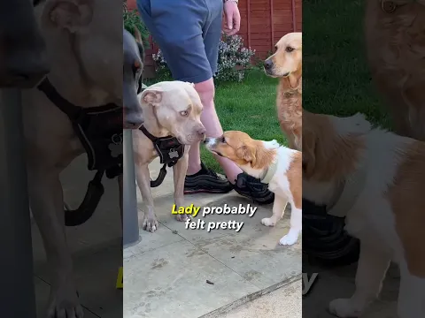 Golden Retriever Helps Transform this brave rescue puppy