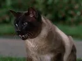 Download Lagu That Darn Cat (1965) Theme Song Reprise